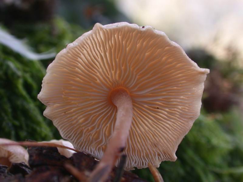 Funghi d'' oltre Manica